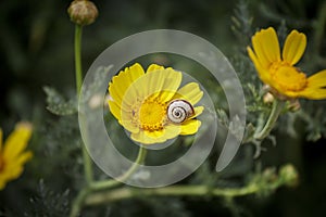 Snail on yellow flower