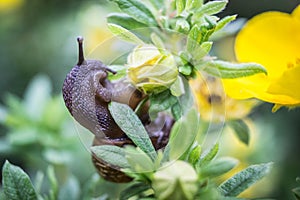 Lumaca sul fiore 