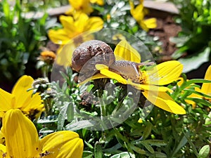 A snail on a yellow flower