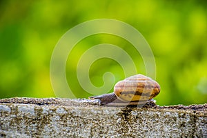 Snaile on the Concrete wall in macro close-up blurred background