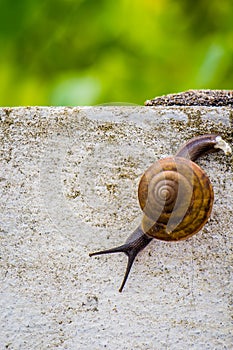 Snaile on the Concrete wall in macro close-up blurred background