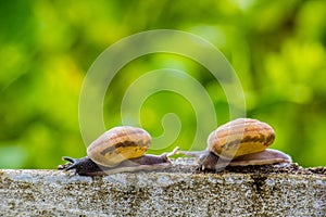 Snaile on the Concrete wall in macro close-up blurred background