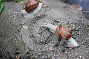 Snaile on the dirt-track in macro close-up blurred background