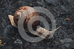 A snaill with brown shell on asphalt road