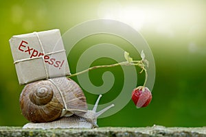 Snailmail, snail with package on the snail shell photo