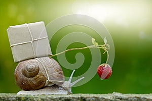 Snailmail, snail with package on the snail shell photo