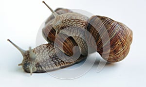 Snails