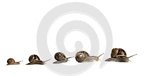 Snails