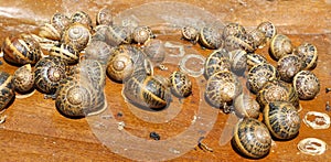 Snails