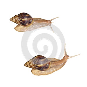 Snails