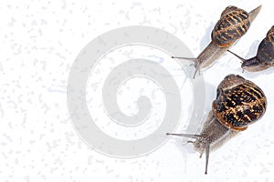 Snails