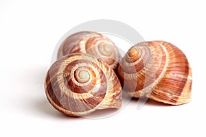 Snails