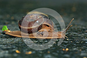 Snails