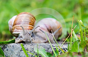 Snails