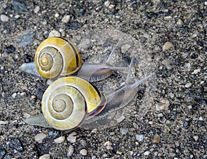 Snails