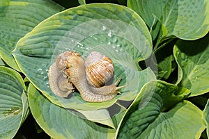 Snails