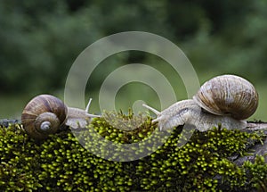 Snails