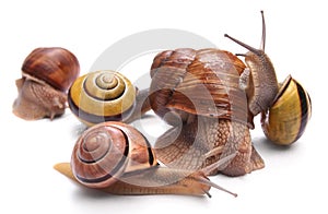 Snails photo