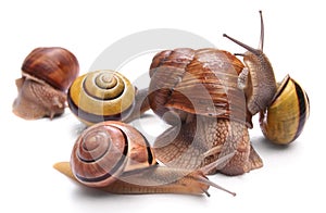 Snails