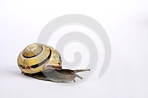 Snails