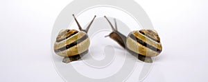 Snails