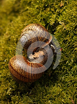 Snails