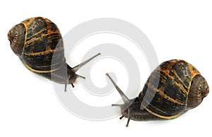 Snails