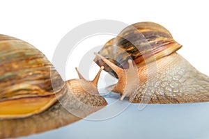 Snails Achatina giant