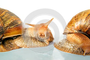 Snails Achatina giant