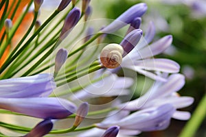 Snails on African lily, or Agapanthus praecox flowers in a garden