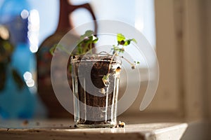 Snails ate the green seedlings on the windowsill