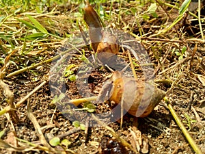 Snails Bekicot, Achatina fulica, African giant snail, Archachatina marginata in with natural background