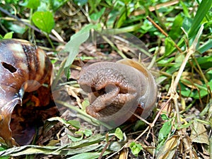 Snails Bekicot, Achatina fulica, African giant snail, Archachatina marginata in with natural background