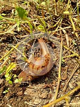 Snails Bekicot, Achatina fulica, African giant snail, Archachatina marginata in with natural background