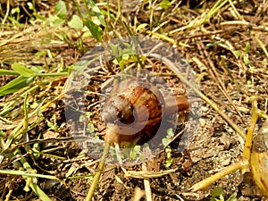 Snails Bekicot, Achatina fulica, African giant snail, Archachatina marginata in with natural background