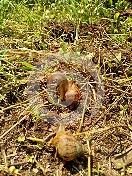 Snails Bekicot, Achatina fulica, African giant snail, Archachatina marginata in with natural background