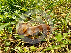 Snails Bekicot, Achatina fulica, African giant snail, Archachatina marginata in with natural background