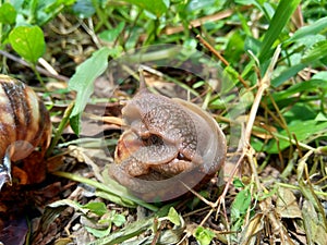 Snails Bekicot, Achatina fulica, African giant snail, Archachatina marginata in with natural background