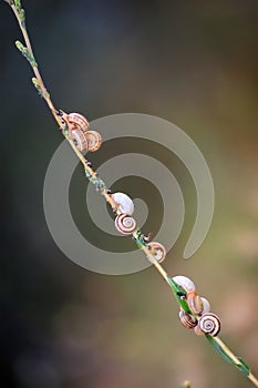 Snails on a branch