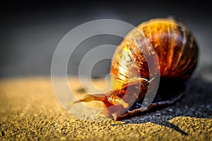 Snails with brown striped shell, crawling on old concrete