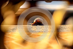 Snails with brown striped shell, crawling on old concrete