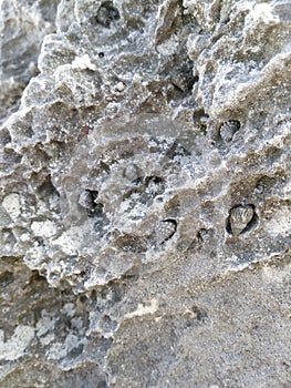 Snails in the cavities of rock