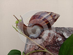 Snails are classified as invertebrates. It is an ancient animal that originated in the middle of the Carboniferous period.