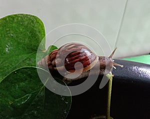 Snails are classified as invertebrates. It is an ancient animal that originated in the middle of the Carboniferous period.