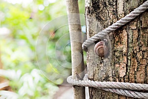 Snails climb on the tree Shows the abundance of natural food chains. Snail on the tree in the garden. Snail gliding on the wet