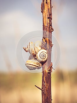 Snails climbing on a branch close to the beach