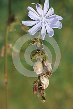 Snails climbing a flower stem