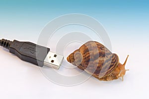 Snails and the concept of slow internet