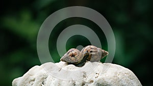 Snails on a coral reef