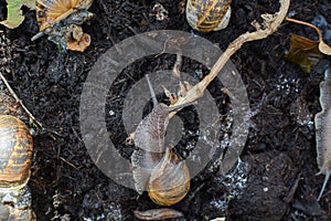 Snails crawling around in mud outside in a garden in their natural environment